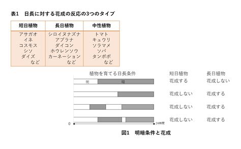 中性植物|中性植物を知ろう！ライト无关なく開花 